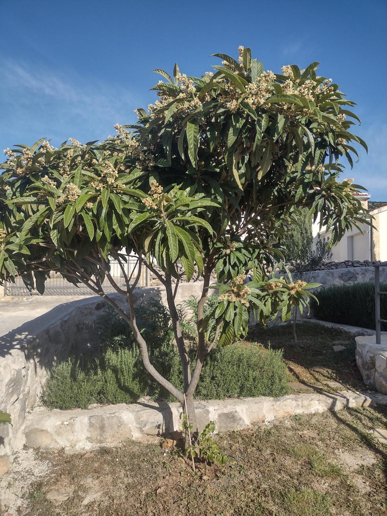 Apartment Olea Marina  Exterior foto